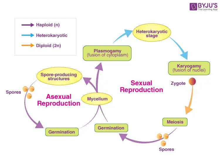 Generalised life cycle for Fungi